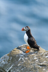 Atlantic puffin (Fratercula arctica) sitting on a rock. Common puffin