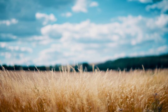 Dry Yellow Grass Against The Blue Sky