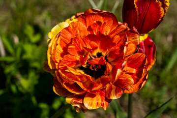 Blossoming tulip in summer garden, natural light shot.