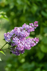 Blossoming lilac bush in summer garden, natural light shot.