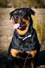 Beautiful Rottweiler in the field