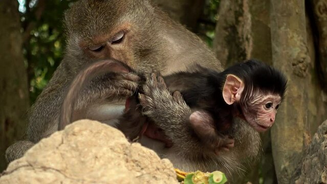 Long  tailed macaque female with three young climbing her