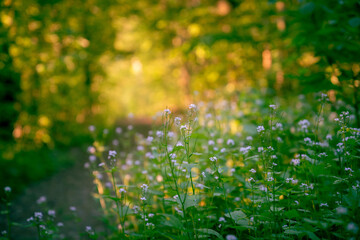 Wildflowers in the summer forest in the early morning
