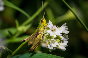 Nahaufnahme eines Grashüpfers auf Pflanze