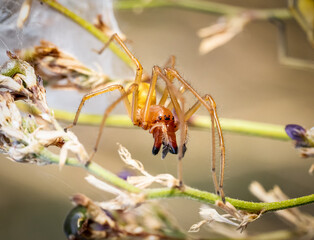 Nahaufnahme einer Ammen-Dornfinger Spinne vor ihrem Brutgespinst