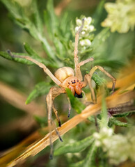 Nahaufnahme einer aggressiven Ammen-Dornfinger Spinne