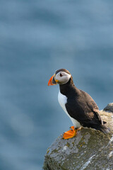 Atlantic puffin (Fratercula arctica) sitting on a rock. Common puffin