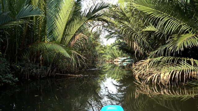 Mangroves and nipa palm trees near Kampot
