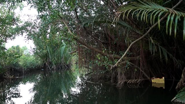 Mangroves and nipa palm trees near Kampot
