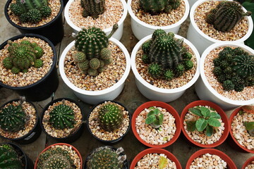 Collection of various cactus and succulent plants in home garden