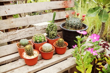 Collection of various cactus and succulent plants in home garden