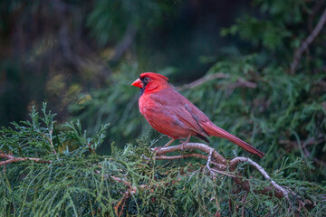Male Northern Cardinal
