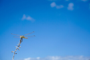 Schöne Großlibelle nimmt ein Sonnenbad vor blauem Himmel
