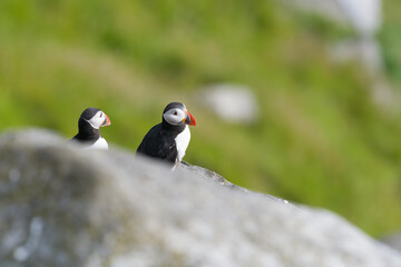 Atlantic puffin (Fratercula arctica) pair resting on a rock. Common puffin