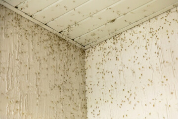 Mosquito swarm on the wall corner