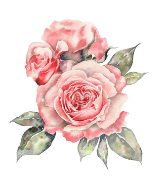 Watercolor illustrations of pink rose. For greeting cards, wedding invitation