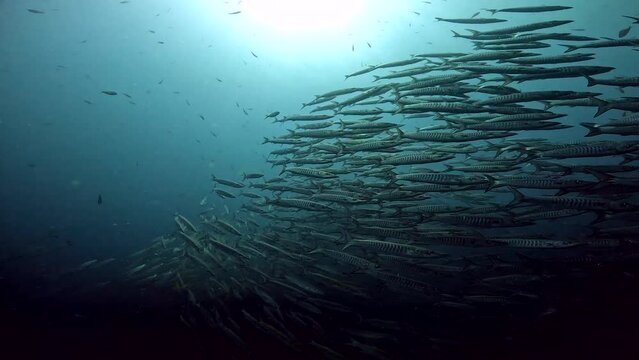 Under Water Film from Sail Rock island in Thailand - Large Barracuda group of fish swimming above the termocline shfiting swimming diretions hundreds of fish together