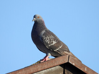 grey pigeon standing on the roof