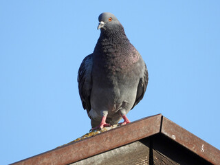 grey pigeon standing on the roof