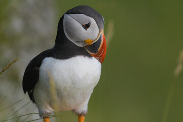 Atlantic puffin (Fratercula arctica) portret on green background. Common puffin