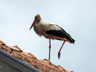 white stork standing on the roof