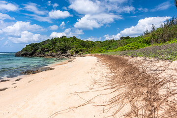 Tropical wild beach, coastal vegetation roots on the sands, sunny day. Japan.