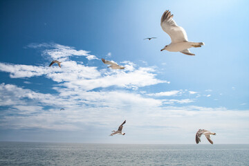 Seagulls flying over the sea