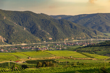 Vineyard in Wachau valley. Krems region. Lower Austria