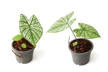 Caladium bicolor with white leaf and green veins on white  background
