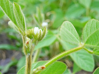 Cultivation of dry plants in natural conditions, plants with flowers and beans