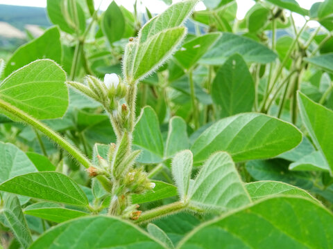 Cultivation of dry plants in natural conditions, plants with flowers and beans