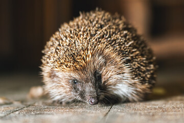 Young beautiful hedgehog sits on the floor