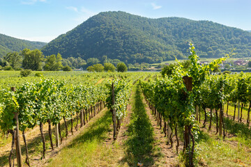 Fototapeta na wymiar Vineyards in Durnstein town. Wachau valley. Lower Austria