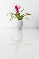 Blossoming plant of guzmania on white