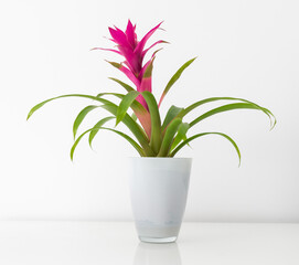 Blossoming plant of guzmania on white