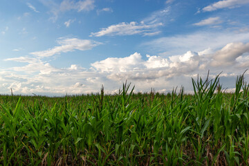Obraz premium Green maize field under of dramatic clouds.