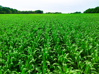 Fototapeta na wymiar Low level aerial view of a crop of maize plants in the rural English Countryside