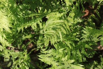fern leaf background