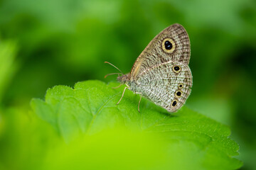 Brown butterfly on Green grass and small flowers,green blurred background with copy space for text. butterfly in a meadow in nature in green of sunlight in summer in the spring close-up of a macro.