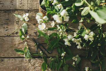 Beautiful jasmine flowers and scissors flat lay on rustic wooden background in sunny light....