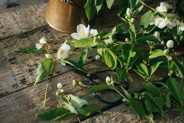 Beautiful jasmine flowers and scissors on rustic wooden background in sunny light. Gathering and...