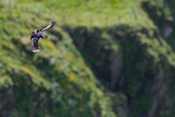 Atlantic puffin (Fratercula arctica) with fish inflight. Common puffin