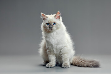 Portrait of a little white kitty on gray background, nice little kitten with big eyes , copy space