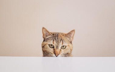 A serious hungry cat is sitting at the kitchen table and waiting for the time to eat. - 521187246