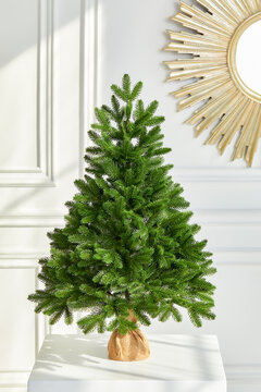 Pretty bushy danish Christmas tree without decorations in a large pot wrapped in sackcloth with space for your message on white background