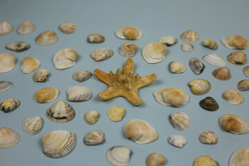 Seashells on a blue background. Clams from the beach scattered on the table, abstract sea background with seashells