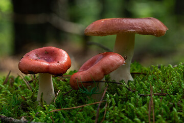 Edible mushroom Russula vinosa in the moss in the wet spruce forest. Mushroom with yellow-red cap and white stem. Autumn time, natural condition