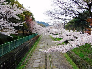 京都　インクラインと桜の風景