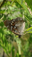 butterfly on leaf