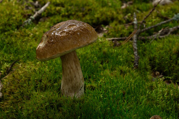 Boletus edulis is edible mushroom. Pporcini on moss in forest. Healthy and delicates food